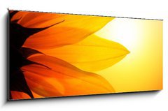 Obraz 1D panorama - 120 x 50 cm F_AB13410047 - Sunflower at sunset, closeup.