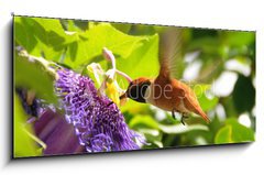 Sklenn obraz 1D panorama - 120 x 50 cm F_AB13649103 - Rufous hummingbird - Rufous kolibk