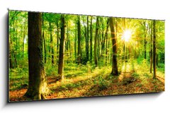 Sklenn obraz 1D panorama - 120 x 50 cm F_AB137096673 - Wald im Frhling mit Sonne - Les na jae se sluncem