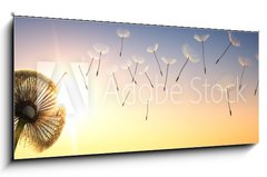 Obraz 1D panorama - 120 x 50 cm F_AB137387337 - Pusteblume im Sonnenuntergang 1