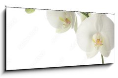 Skleněný obraz 1D panorama - 120 x 50 cm F_AB1377708 - white orchid - bílá orchidej