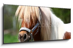 Sklenn obraz 1D panorama - 120 x 50 cm F_AB13919902 - Shetland-Pony