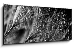 Skleněný obraz 1D panorama - 120 x 50 cm F_AB140101726 - Abstract macro photo of plant seeds. Black and white - Abstraktní makro fotografie semen rostlin. Černý a bílý