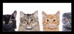 Skleněný obraz 1D - 120 x 50 cm F_AB140782425 - closeup portrait of a group of cats of different breeds sitting in a line isolated over white background - detailní portrét skupiny koček různých plemen sedí v řadě izolovaných na bílém pozadí