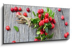 Obraz 1D panorama - 120 x 50 cm F_AB141541258 - Bunch of red cowberry - Banda erven brusinky