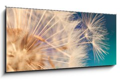 Obraz 1D panorama - 120 x 50 cm F_AB143134951 - white dandelion flower with seeds in springtime in blue turquoise abstract backgrouds