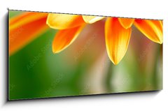 Skleněný obraz 1D panorama - 120 x 50 cm F_AB14392281 - Closeup photo of yellow daisy - Detailní fotografie žluté sedmikrásky