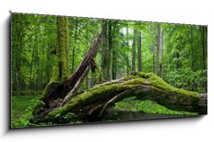 Obraz 1D panorama - 120 x 50 cm F_AB14452875 - Deciduous stand of Bialowieza Forest