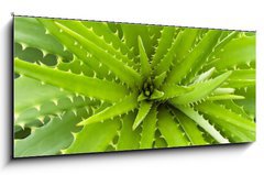 Sklenn obraz 1D panorama - 120 x 50 cm F_AB14463582 - Aloe vera