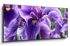 Sklenn obraz 1D panorama - 120 x 50 cm F_AB14563654 - Purple Flag Iris