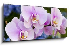 Obraz 1D panorama - 120 x 50 cm F_AB14941045 - Pink Orchid Flowers