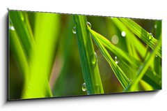 Sklenn obraz 1D panorama - 120 x 50 cm F_AB15002116 - leaf with dew
