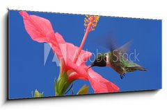 Sklenn obraz 1D panorama - 120 x 50 cm F_AB15250716 - Ruby-throated Hummingbird - Rubn