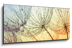 Obraz 1D panorama - 120 x 50 cm F_AB155375500 -  dandelion flower background