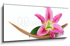 Sklenn obraz 1D panorama - 120 x 50 cm F_AB15641215 - Beautiful lily flower