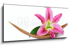 Obraz   Beautiful lily flower, 120 x 50 cm