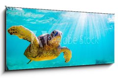Obraz 1D panorama - 120 x 50 cm F_AB156465312 - An endangered Hawaiian Green Sea Turtle cruises in the warm waters of the Pacific Ocean in Hawaii.