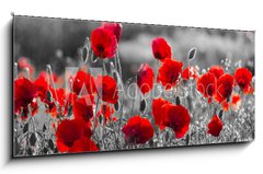 Obraz 1D panorama - 120 x 50 cm F_AB158374540 - red poppies, black and white