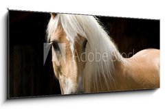 Sklenn obraz 1D panorama - 120 x 50 cm F_AB15900337 - Haflinger Portrait