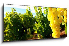 Obraz 1D panorama - 120 x 50 cm F_AB15932311 - La Vigne