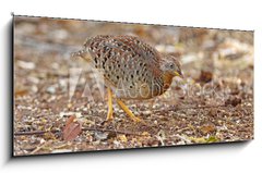 Obraz 1D panorama - 120 x 50 cm F_AB161127191 - Yellow-legged Buttonquail Turnix tanki Male Cute Birds of Thailand