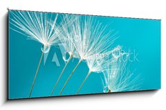 Obraz 1D panorama - 120 x 50 cm F_AB162144346 - Seeds of dandelion flowers with water drops on a blue and turquoise background macro.