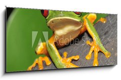 Obraz   red eyed green tree frog curiously looking at camera, 120 x 50 cm