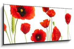 Obraz 1D panorama - 120 x 50 cm F_AB16302872 - red poppies over white background - floral design element