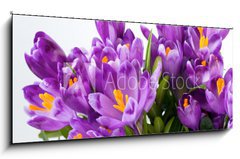 Obraz   crocus flower, 120 x 50 cm