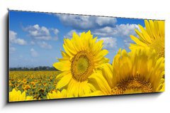 Obraz 1D panorama - 120 x 50 cm F_AB16872718 - Some yellow sunflowers against a wide field and the blue sky - Nkter lut slunenice proti irokmu poli a modr obloze