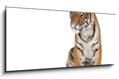 Obraz 1D panorama - 120 x 50 cm F_AB16916235 - Portrait of Bengal Tiger, sitting in front of white background
