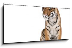 Sklenn obraz 1D panorama - 120 x 50 cm F_AB16916235 - Portrait of Bengal Tiger, sitting in front of white background
