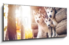 Obraz 1D panorama - 120 x 50 cm F_AB173233057 - group of cute puppy alaskan malamute run on grass garden