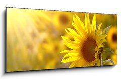 Sklenn obraz 1D panorama - 120 x 50 cm F_AB17477297 - Sunflower on a meadow in the light of the setting sun