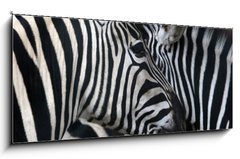 Sklenn obraz 1D panorama - 120 x 50 cm F_AB1753079 - zebras