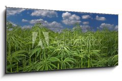 Skleněný obraz 1D panorama - 120 x 50 cm F_AB17615257 - Cannabis Hanf Feld - Konopné pole konopí