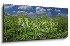 Obraz   Cannabis Hanf Feld, 120 x 50 cm