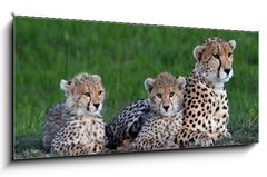 Obraz 1D panorama - 120 x 50 cm F_AB177537572 - Maman gupard et ses 2 petits blottis sur un rocher, dans la savane verte du Parc Masa Mara, au Kenya