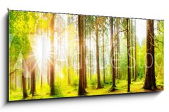 Obraz 1D panorama - 120 x 50 cm F_AB178083347 - Beautiful forest panorama with big trees and bright sun