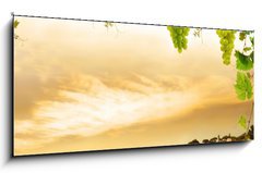 Sklenn obraz 1D panorama - 120 x 50 cm F_AB17813662 - Vineyard by sea and grapevine