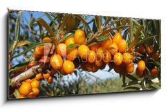 Skleněný obraz 1D panorama - 120 x 50 cm F_AB18588117 - Reife Sanddornbeeren im Sonnenschein - Zralé bobule rakytníku na slunci