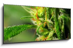 Obraz 1D panorama - 120 x 50 cm F_AB18646563 - Marijuana