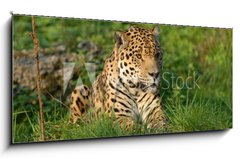 Obraz 1D panorama - 120 x 50 cm F_AB19063802 - Leopard