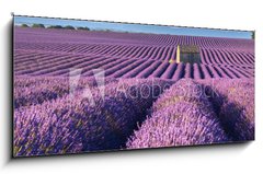 Sklenn obraz 1D - 120 x 50 cm F_AB195185269 - Lavender fields in Plateau de Valensole with a stone house in Summer. Alpes de Haute Provence, PACA Region, France