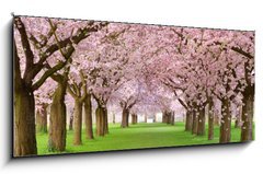 Obraz 1D panorama - 120 x 50 cm F_AB19656458 - Kirschgarten in voller Bl te