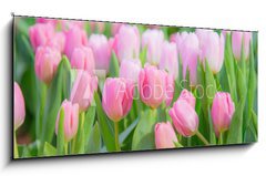 Sklenn obraz 1D panorama - 120 x 50 cm F_AB197459924 - Tulip Flower in the Garden.,Nature background. - Tulipn v zahrad., Prodn pozad.