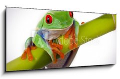 Obraz 1D panorama - 120 x 50 cm F_AB19746913 - Bamboo Frog - Bambusov ba