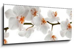Obraz 1D panorama - 120 x 50 cm F_AB201049079 - Orchid branch with flowers