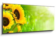 Obraz 1D panorama - 120 x 50 cm F_AB20124033 - nature et nergie - fleurs de tournesols sur fond vert