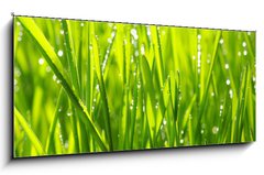 Sklenn obraz 1D panorama - 120 x 50 cm F_AB20126936 - grass